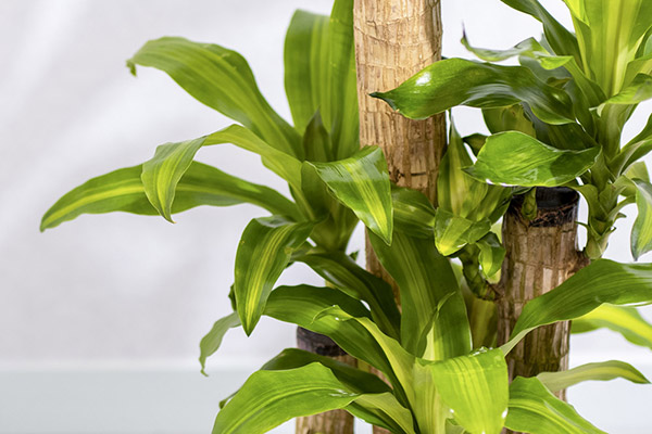 観葉植物