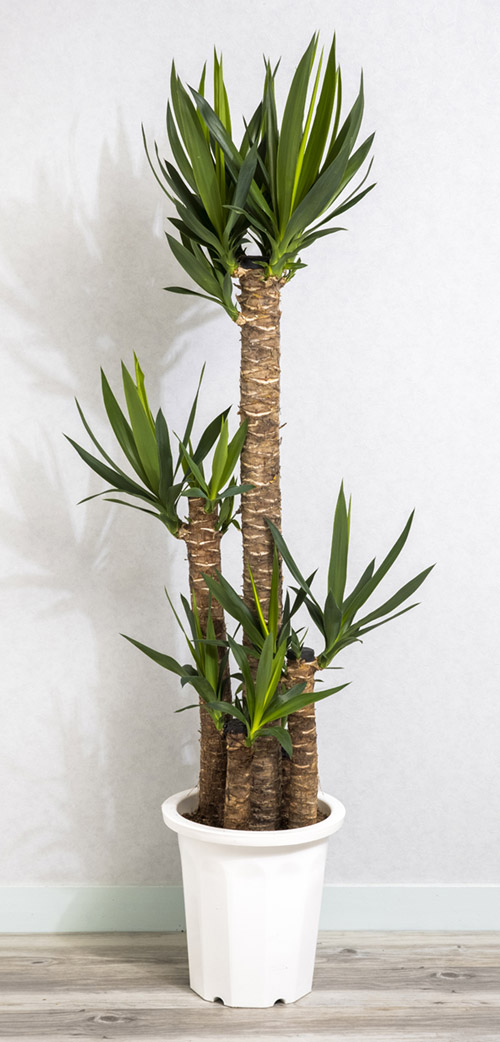 観葉植物