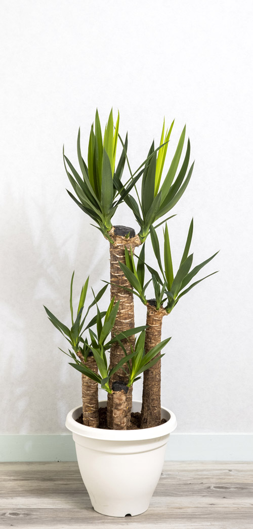 観葉植物