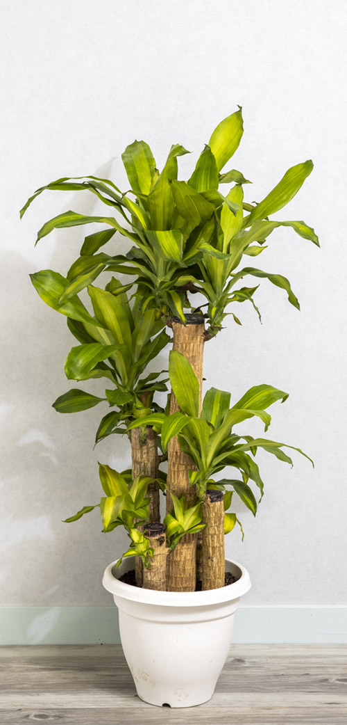 観葉植物
